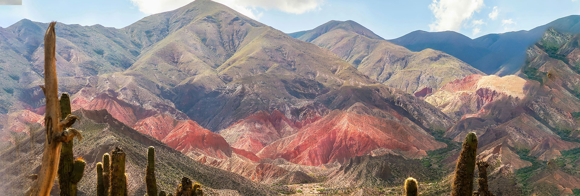 Jujuy cactus