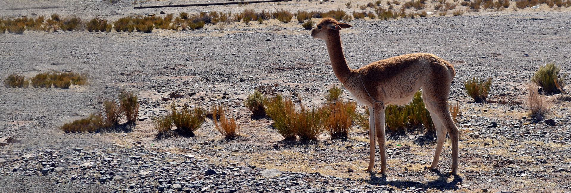 Jujuy llama