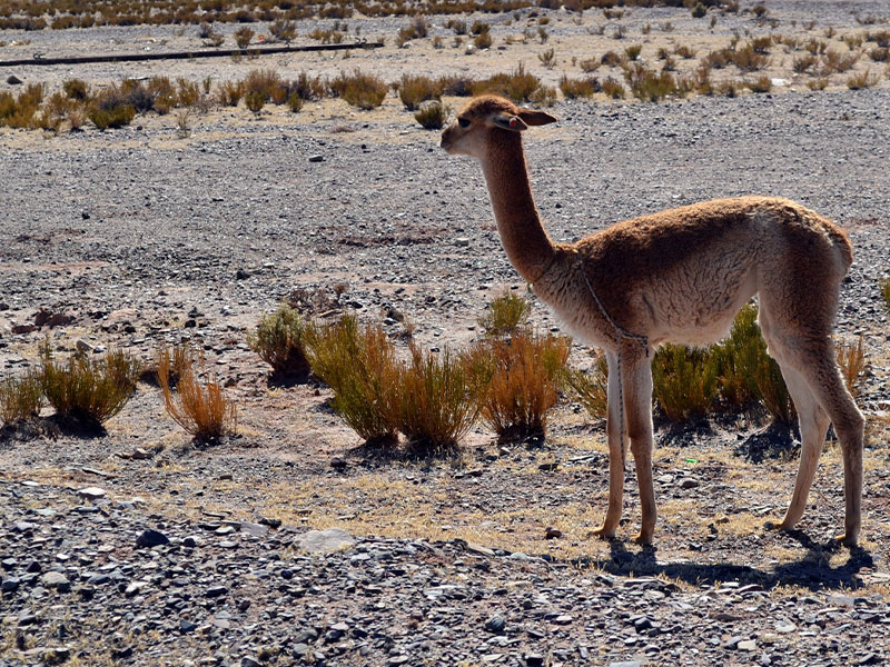 Jujuy llama