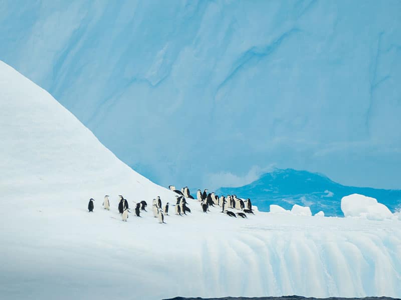 Antartida pinguinos sobre glaciar