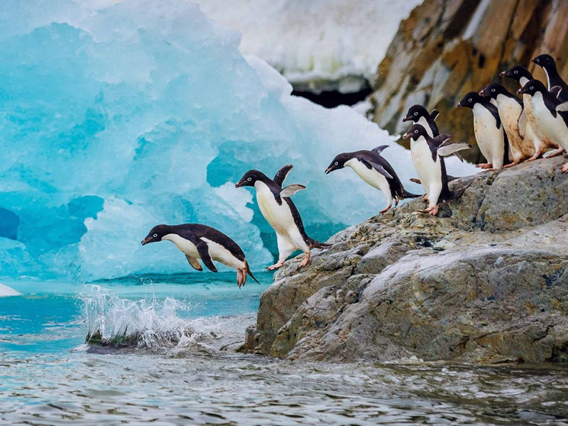 Antartida pinguinos saltando