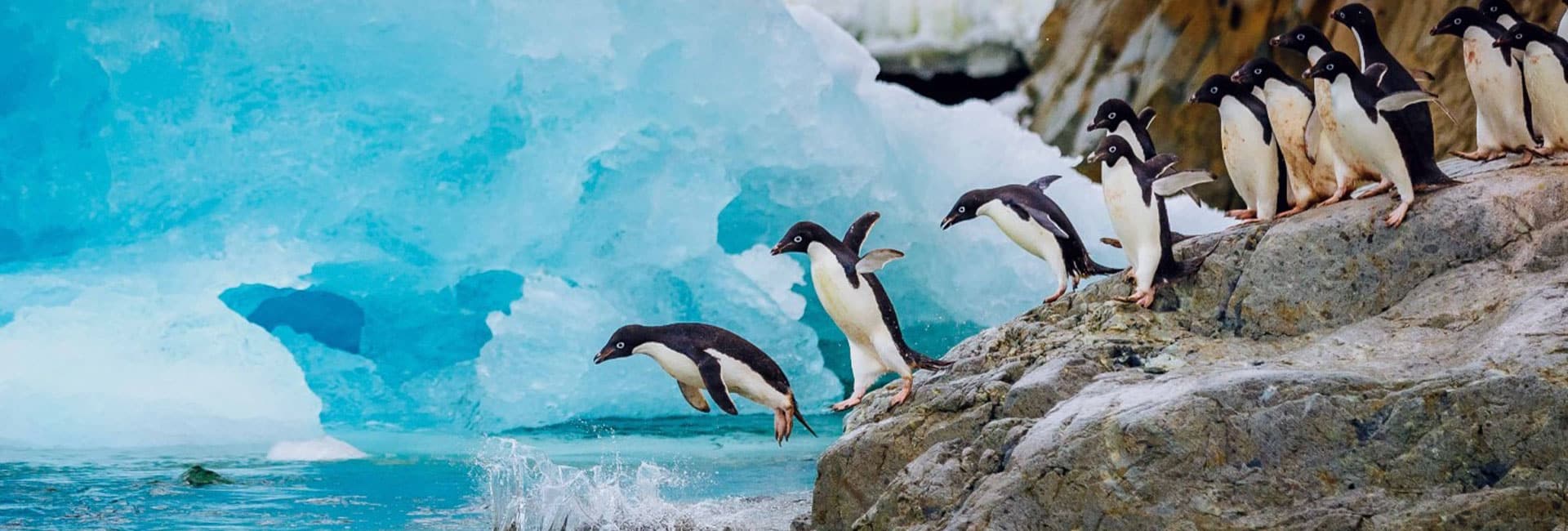 Antartida pinguinos saltando