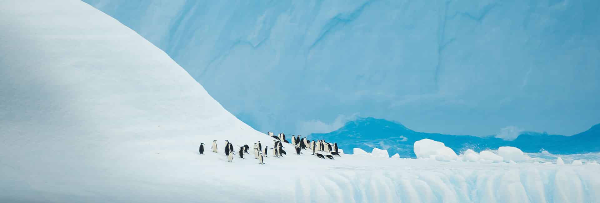 Antartida pinguinos sobre glaciar